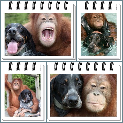 collage-orangutan-y-perro