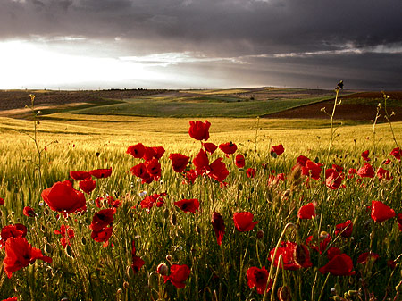 G-paisaje-amapolas