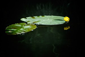 Zen-Passion-Lilly-Pad