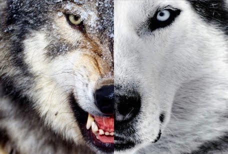 Dois-Lobos