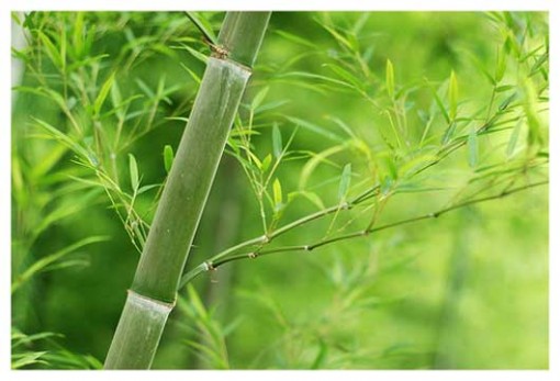 El justo medio de vida ESPIRITU ZEN 3