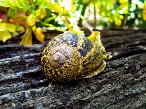 4129102759_5d60284c2c_z