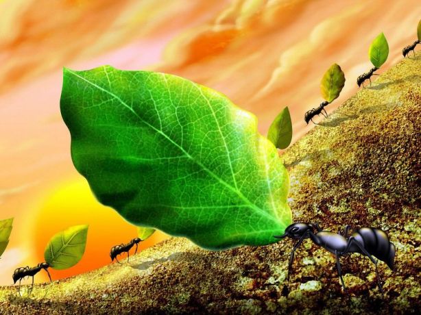 Ejercito%20de%20Hormigas_800