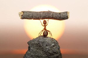 picturecontent-pid-39a26