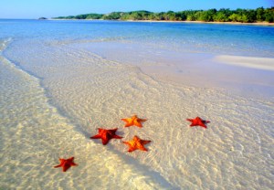 jardines-del-rey-en-cuba-estrellas-de-mar