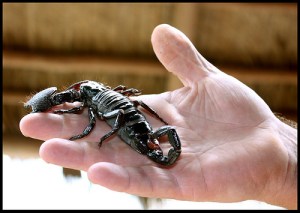 3574663088_6987d50388