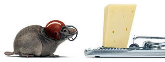 raton-precavido